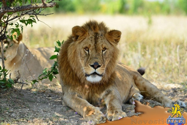 Крыму нужны зоопарки, но садиться на шею нельзя, — Аксенов (ВИДЕО) - «Общество Крыма»