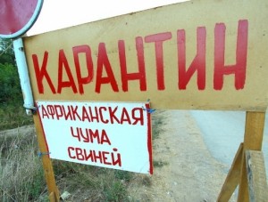 Карантинную зону в связи с АЧС расширили на весь Крым - «Происшествия Крыма» Карантинную зону в связи с АЧС расширили на весь Крым - «Происшествия Крыма»