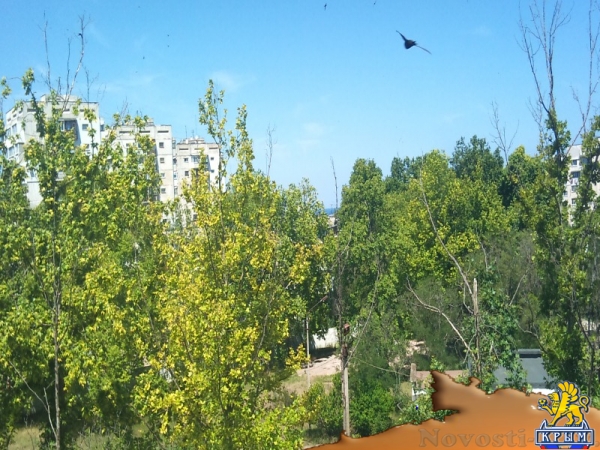 Отдых в Севастополе. Сдам в Севастополе комфортабельную 1к. квартиру. Рядом пляжи Омега, Парк Победы и Аквапарк. Отдых в Крыму 2016 - жильё в Крыму без посредников - «Отдых в Севастополе»