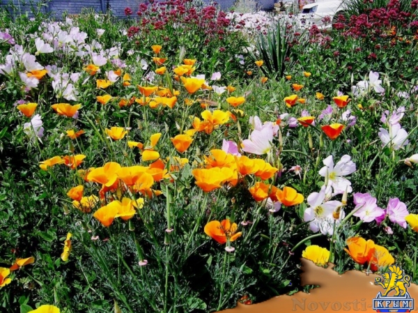 Отдых в Севастополе. Сдам номера в гостевом доме "Астерия" Отдых в Крыму 2016 - жильё в Крыму без посредников - «Отдых в Севастополе» Отдых в Севастополе. Сдам номера в гостевом доме "Астерия" Отдых в Крыму 2016 - жильё в Крыму без посредников - «Отдых в Севастополе»