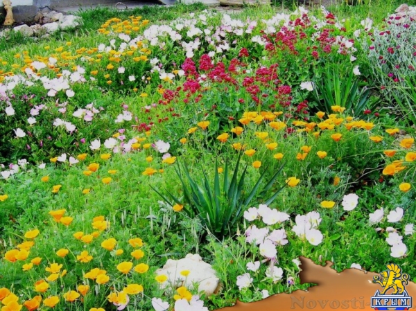 Отдых в Севастополе. Сдам номера в гостевом доме "Астерия" Отдых в Крыму 2016 - жильё в Крыму без посредников - «Отдых в Севастополе» Отдых в Севастополе. Сдам номера в гостевом доме "Астерия" Отдых в Крыму 2016 - жильё в Крыму без посредников - «Отдых в Севастополе»