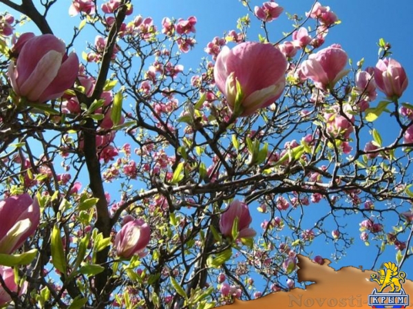 Отдых в Алупке. Комфортный номер у Воронцовского парка, на 2+1чел,до моря 10 мин. Отдых в Крыму 2016 - жильё в Крыму без посредников - «Отдых в Крыму»