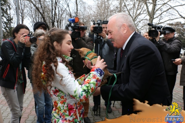 Путин подарил 11-летней девочке из Севастополя чихуахуа - «Культура Крыма»