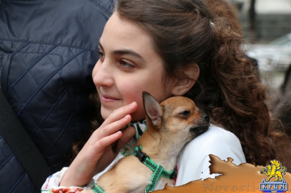 Путин подарил 11-летней девочке из Севастополя чихуахуа - «Культура Крыма»