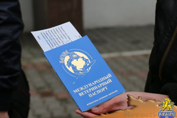 Путин подарил 11-летней девочке из Севастополя чихуахуа - «Культура Крыма»