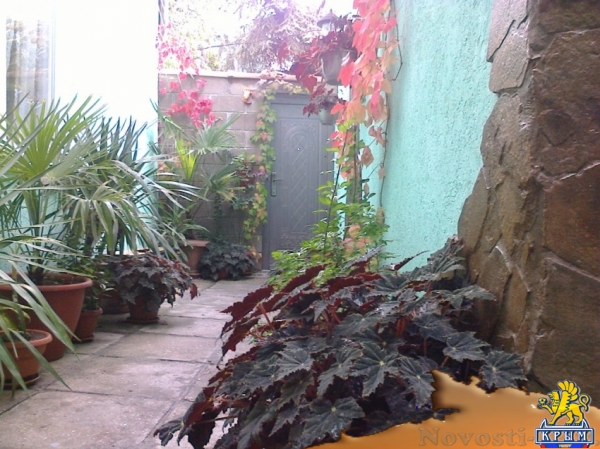 Отдых в Алупке. домик в Алупке, рядом парк Воронцовского дворца Отдых в Крыму 2016 - жильё в Крыму без посредников - «Отдых в Крыму»