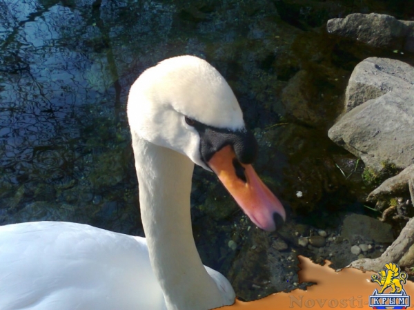 Отдых в Алупке. домик в алупке-сдам под ключ Отдых в Крыму 2016 - жильё в Крыму без посредников - «Отдых в Крыму»