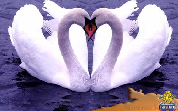 Отдых в Алупке. дом с двумя раздельными комнатами у моря Отдых в Крыму 2016 - жильё в Крыму без посредников - «Отдых в Крыму»