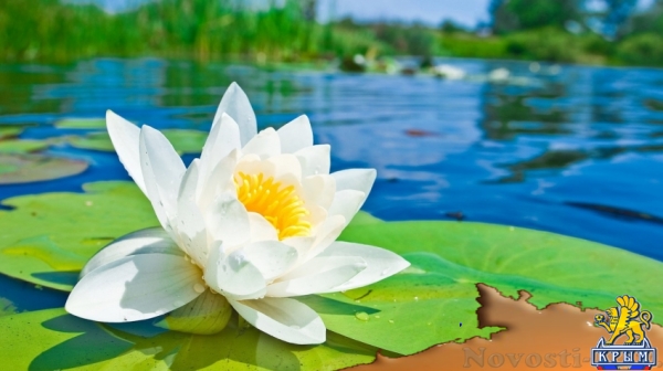 Отдых в Алупке. Сдаю посуточно домики в Алупке.Рядом парк 3 мин пешком ,пляж 10мин ходьбы. Отдых в Крыму 2016 - жильё в Крыму без посредников - «Отдых в Крыму» Отдых в Алупке. Сдаю посуточно домики в Алупке.Рядом парк 3 мин пешком ,пляж 10мин ходьбы. Отдых в Крыму 2016 - жильё в Крыму без посредников - «Отдых в Крыму»