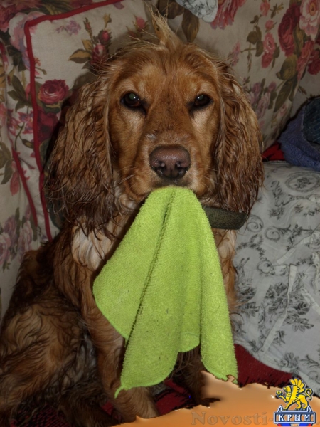 Внимание! Пропал английский кокер-спаниель - «Симферополь»