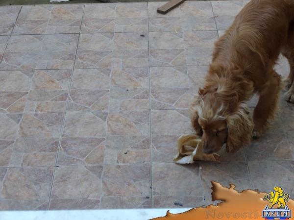 Внимание! Пропал английский кокер-спаниель - «Симферополь»