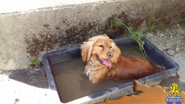 Внимание! Пропал английский кокер-спаниель - «Симферополь»