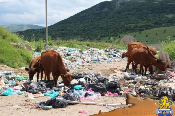 На «невидимой» для властей огромной свалке под Симферополем питаются коровы (ФОТО) - «Симферополь»
