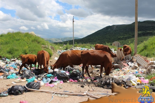 На «невидимой» для властей огромной свалке под Симферополем питаются коровы (ФОТО) - «Симферополь»