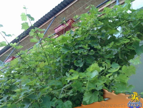 Отдых в Судаке. Незабываемый отдых в Судаке у моря - Гостевой Дом Оазис Судак Отдых в Крыму 2016 - жильё в Крыму без посредников - «Отдых в Судаке»