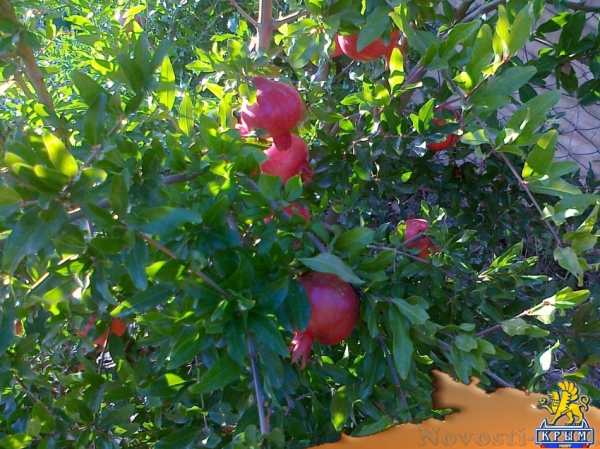 Отдых в Судаке. Незабываемый отдых в Судаке у моря - Гостевой Дом Оазис Судак Отдых в Крыму 2016 - жильё в Крыму без посредников - «Отдых в Судаке»