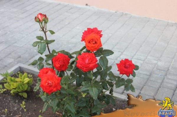 Отдых-эконом в Судаке. номера в частном коттедже Отдых в Крыму 2016 - жильё в Крыму без посредников - «Отдых в Судаке»