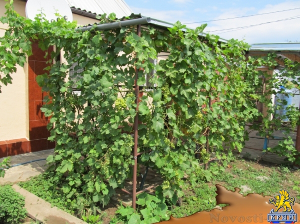 Отдых в Береговом. Сдам дом под ключ Отдых в Крыму 2016 - жильё в Крыму без посредников - «Отдых в Береговом»