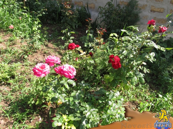 Отдых в Береговом. Сдам дом под ключ Отдых в Крыму 2016 - жильё в Крыму без посредников - «Отдых в Береговом»