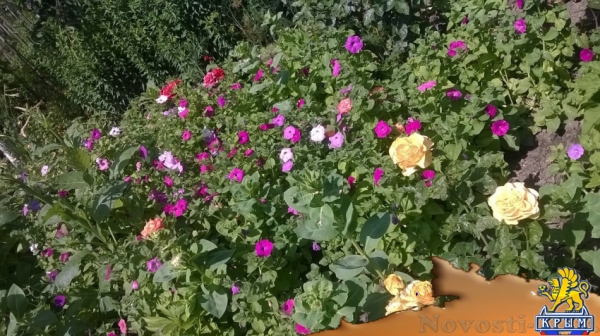 Отдых-эконом в Береговом. Уютный и не дорогой отдых на берегу моря Отдых в Крыму 2016 - жильё в Крыму без посредников - «Отдых в Береговом»