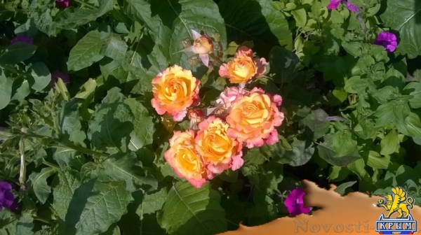 Отдых-эконом в Береговом. Уютный и не дорогой отдых на берегу моря Отдых в Крыму 2016 - жильё в Крыму без посредников - «Отдых в Береговом»