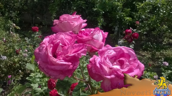 Отдых-эконом в Береговом. Уютный и не дорогой отдых на берегу моря Отдых в Крыму 2016 - жильё в Крыму без посредников - «Отдых в Береговом»