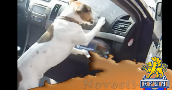 Пес Спайк нашел патроны у крымчанина, который въезжал в материковую часть Украины (ВИДЕО)