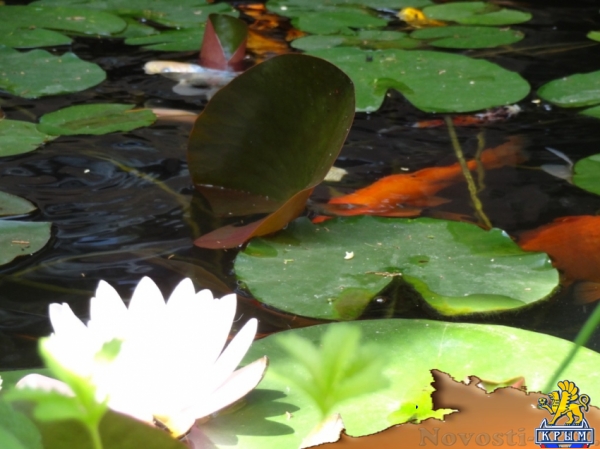Отдых-эконом в Новом Свете. Коттедж "Японский сад камней" Отдых в Крыму 2016 - жильё в Крыму без посредников - «Отдых в Крыму»