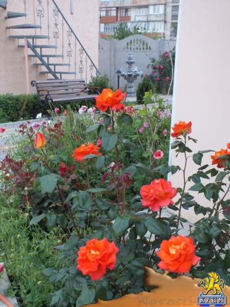 Отдых в Орджоникидзе. Котеджж Морской конек -номера с кухнями Отдых в Крыму 2016 - жильё в Крыму без посредников - «Отдых в Орджоникидзе»