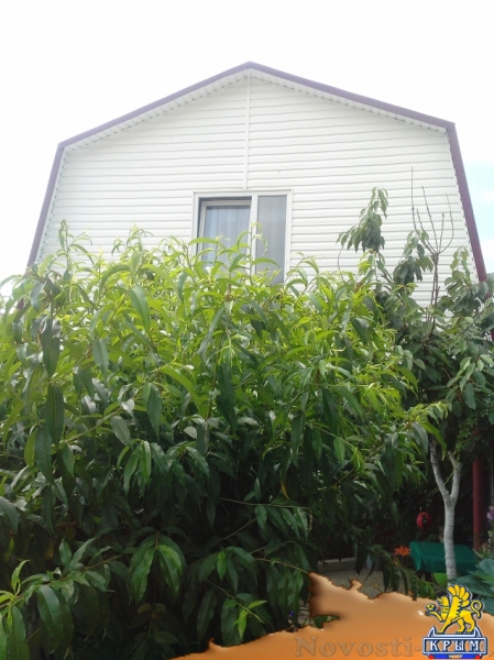 Отдых-эконом в Орджоникидзе. отдых в Орджоникидзе Отдых в Крыму 2016 - жильё в Крыму без посредников - «Отдых в Орджоникидзе»