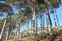 В Крыму выдавали нелегальные разрешения на охоту - «Новости Крыма»