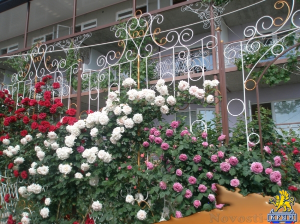 Отдых в Коктебеле. Комфортный отдых по бюджетным ценам Отдых в Крыму 2016 - жильё в Крыму без посредников - «Отдых в Коктебеле» Отдых в Коктебеле. Комфортный отдых по бюджетным ценам Отдых в Крыму 2016 - жильё в Крыму без посредников - «Отдых в Коктебеле»