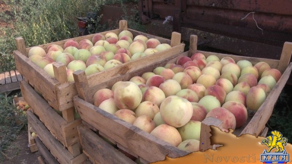 Академия биоресурсов и природопользования КФУ вошла в пятерку лидеров по показателям урожайности в Симферополе и Симферопольском районе (ФОТО) - «Экономика Крыма»