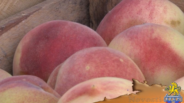 Академия биоресурсов и природопользования КФУ вошла в пятерку лидеров по показателям урожайности в Симферополе и Симферопольском районе (ФОТО) - «Экономика Крыма»