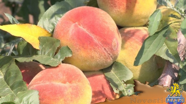 Академия биоресурсов и природопользования КФУ вошла в пятерку лидеров по показателям урожайности в Симферополе и Симферопольском районе (ФОТО) - «Экономика Крыма»