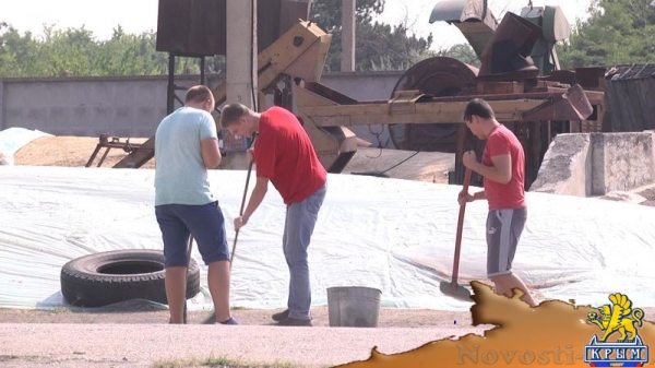 Академия биоресурсов и природопользования КФУ вошла в пятерку лидеров по показателям урожайности в Симферополе и Симферопольском районе (ФОТО) - «Экономика Крыма»