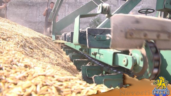 Академия биоресурсов и природопользования КФУ вошла в пятерку лидеров по показателям урожайности в Симферополе и Симферопольском районе (ФОТО) - «Экономика Крыма»