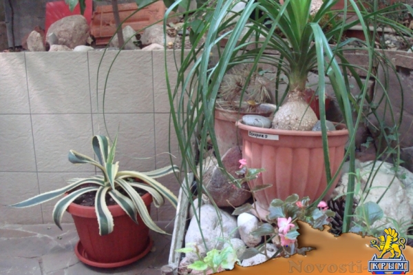 Отдых в Ялте. Сдам свою 1-комнатную квартиру в Ялте! Незабываемый летний отдых! Отдых в Крыму 2016 - жильё в Крыму без посредников - «Отдых в Ялте»