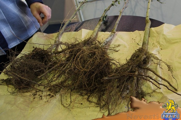 Тоска зелёная. Как столица Крыма превращается в «бетонную пустыню» - «Культура Крыма»