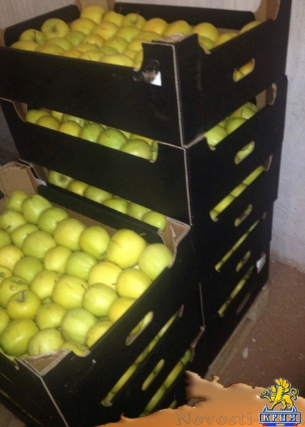 В Симферополе уничтожили более 70 кг польских яблок, найденных на складе в Севастополе (ФОТО)  - «Происшествия»