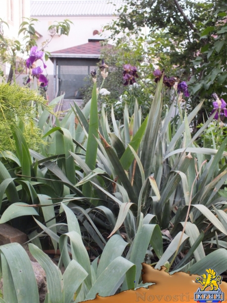 Отдых в Орджоникидзе. двухкомнатный гостевой дом "Сказка" . Все удобства 5 мин до моря Отдых в Крыму 2016 - жильё в Крыму без посредников - «Отдых в Орджоникидзе»