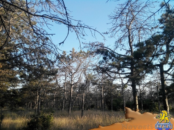 Керчанка обеспокоена гибелью деревьев в городе и его окрестностях - «Керчь»