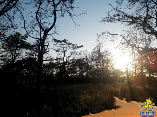 Керчанка обеспокоена гибелью деревьев в городе и его окрестностях - «Керчь»