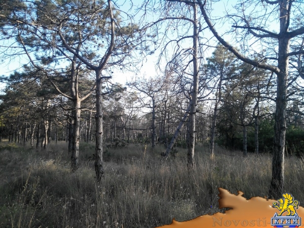 Керчанка обеспокоена гибелью деревьев в городе и его окрестностях - «Керчь»