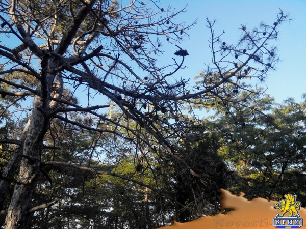 Керчанка обеспокоена гибелью деревьев в городе и его окрестностях - «Керчь»