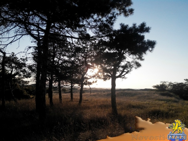 Керчанка обеспокоена гибелью деревьев в городе и его окрестностях - «Керчь»
