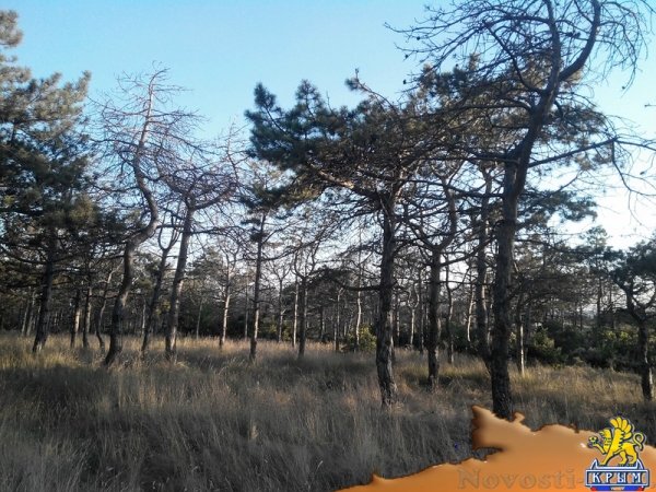 Керчанка обеспокоена гибелью деревьев в городе и его окрестностях - «Керчь»