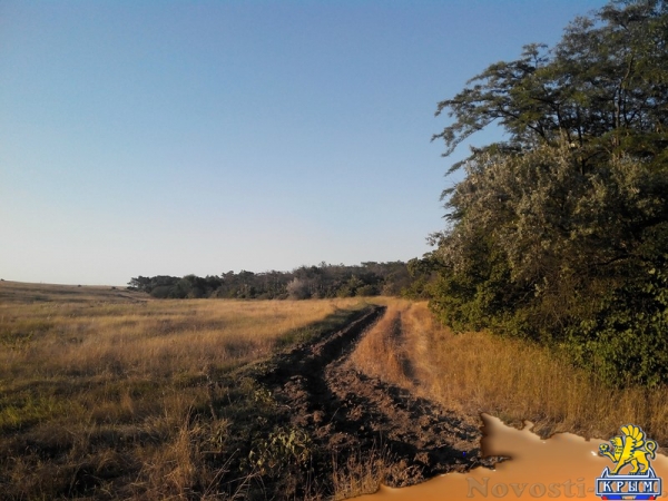 Керчанка обеспокоена гибелью деревьев в городе и его окрестностях - «Керчь»