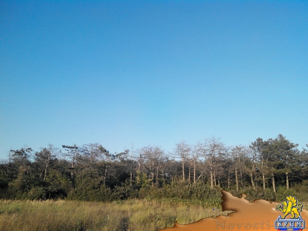 Керчанка обеспокоена гибелью деревьев в городе и его окрестностях - «Керчь»