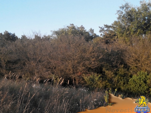 Керчанка обеспокоена гибелью деревьев в городе и его окрестностях - «Керчь»